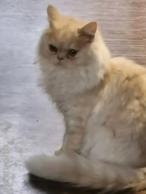 Maine Coon Persermix zu verkaufen   schweren Herzens   