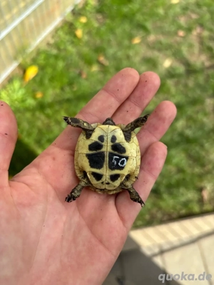 Griechische Landschildkröte Bild 2