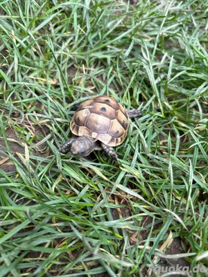 Maurische Landschildkröte