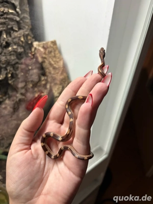 Kornnatter Wildfarben stripe motley het. Anery NZ 2025