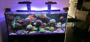 Seewasseraquarium mit Korallen und Fischen zur Sofortinbetriebnahme abzugeben
