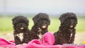 Mini Maltipoo Welpen, treue Gefährten fürs Herz Bild 2