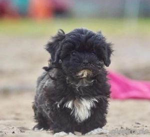 Mini Maltipoo Welpen, treue Gefährten fürs Herz Bild 3