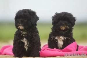 Mini Maltipoo Welpen, treue Gefährten fürs Herz Bild 4