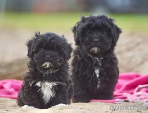 Mini Maltipoo Welpen, treue Gefährten fürs Herz Bild 5