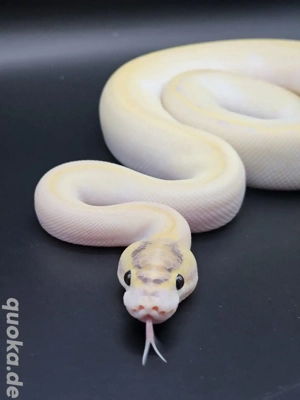 Orange dream ivory pos enchi, calico 0.1 Königspython 