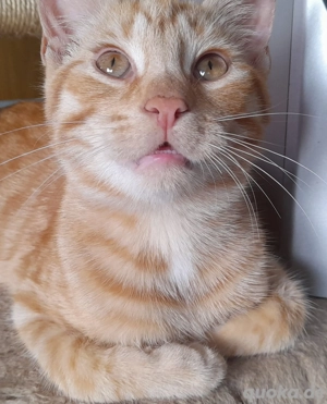 Bkh Mix Mai Kätzchen