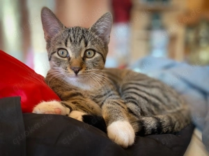 Katzenbabys,getigert 