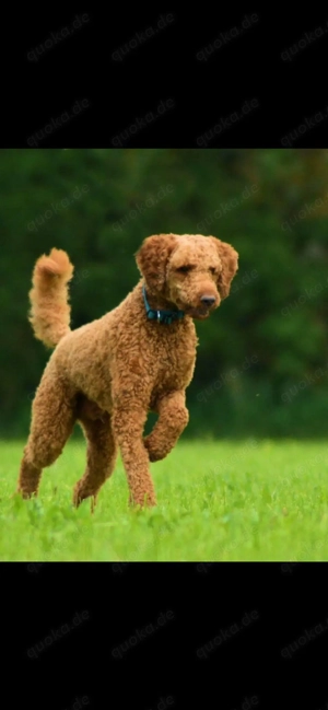 Labradoodle Welpe F1 Kimo in der Farbe foxred vom Züchter  Bild 5