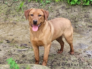 Labradoodle Welpe F1 Kimo in der Farbe foxred vom Züchter  Bild 7