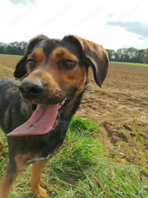 Junge, energiegeladene Hündin sucht ein liebevolles Zuhause.