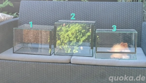 9 Spinnen Falltür Terrarien in verschiedenen Größen 