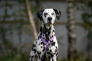 Süße Gloria sucht liebevolle Familie