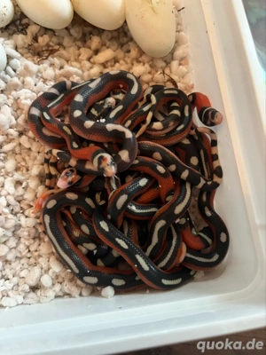 sinaloa königsnattern lampropeltis polyzona splotched applegate