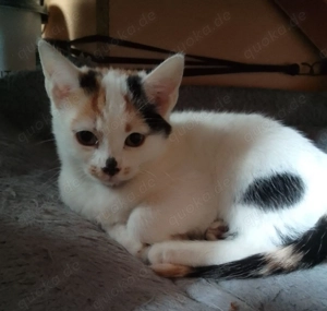 Katzenbabys, Babykatzen, Kitten, 16 Wochen alt 