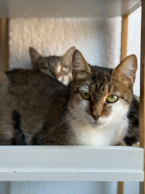 Angelika sucht ihr Für-immer-Zuhause   liebevoll, sanft und voller Stärke Bild 2