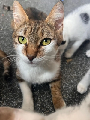 Angelika sucht ihr Für-immer-Zuhause   liebevoll, sanft und voller Stärke