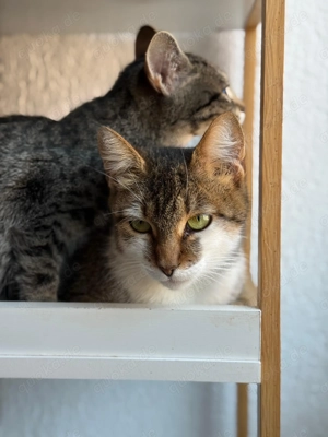 Angelika sucht ihr Für-immer-Zuhause   liebevoll, sanft und voller Stärke Bild 3