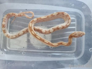 Kornnatter 1.0 (M.), NZ25 Butter Diffused Motley