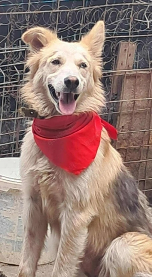 Ronja, sanftes Wesen sucht Menschen mit Herz Bild 3