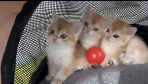 Wunderschöne BKH Kitten (nur noch 3 zuckersüße Kitten da)