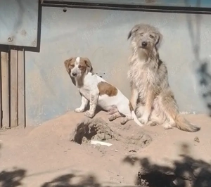 NALA - sucht ihr Für-immer-Zuhause (wartet in Rumänien) Bild 4