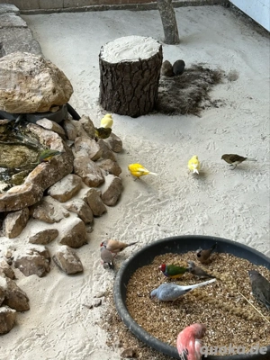 Diamanttauben Bild 4