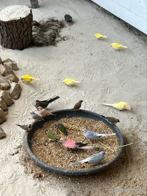 Bourkesittiche  Bild 2