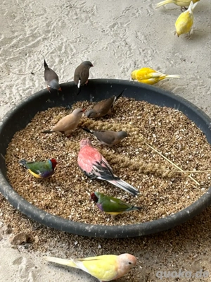 Bourkesittiche  Bild 4