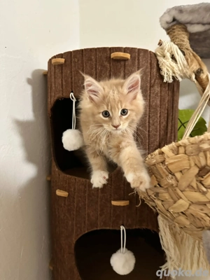 Reinrassige Maine-Coon Babys