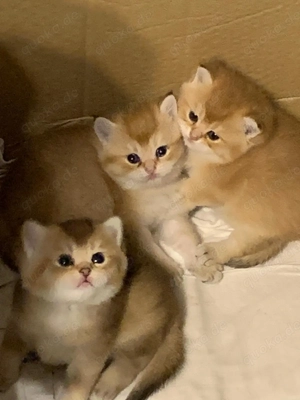 Reinrassige BKH-Kitten (black golden shaded & black golden tabby ticked) mit Stammbaum und Impfungen Bild 7