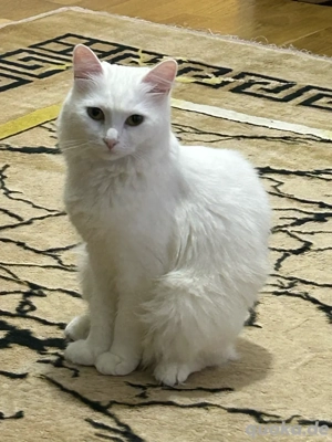 BLH katze 1 Jahr und 8 Monate alt