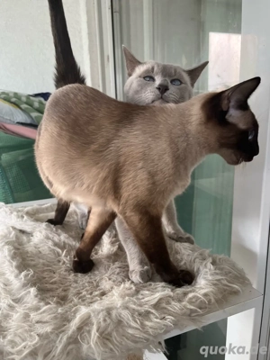 5 reinrassige Siam-Kitten (Seal Point) suchen ein liebevolles Zuhause