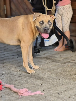 Ich suche ein Für immer zuhause !  Bild 6