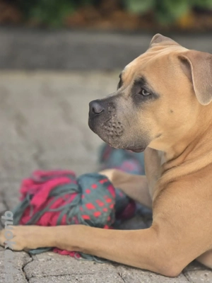 Ich suche ein Für immer zuhause !  Bild 5