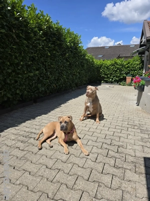 Ich suche ein Für immer zuhause !  Bild 4