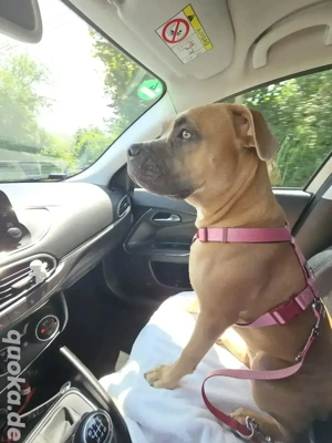 Ich suche ein Für immer zuhause !  Bild 3