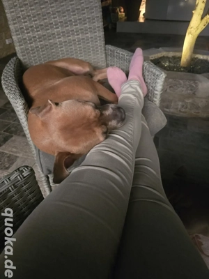 Ich suche ein Für immer zuhause !  Bild 9