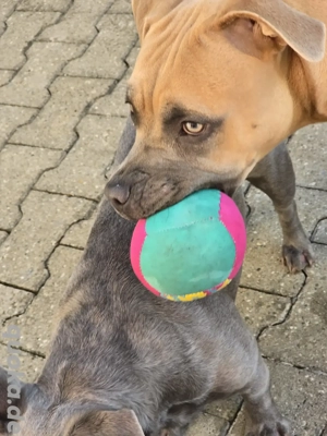 Ich suche ein Für immer zuhause !  Bild 10