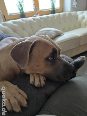 Ich suche ein Für immer zuhause !  Bild 7