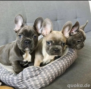 Französische Bulldogge welpen