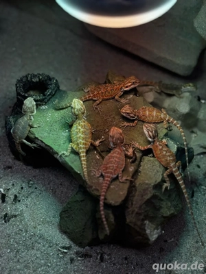 Farb-Bartagamen Jungtiere 3 Monate alt