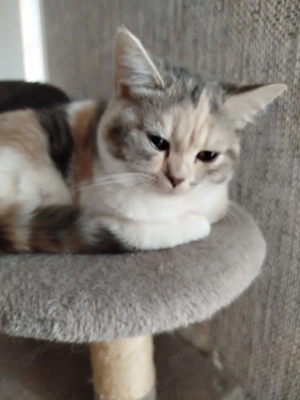 Bkh mix Kätzchen sucht neuen Dosenöffner