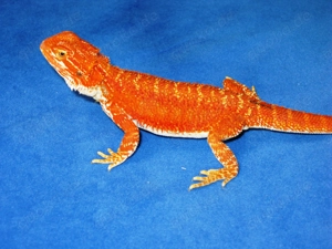 Farbintensive Bartagamen rot und citrus-rot Mix, ca. 25 - 28 cm (Versand möglich) Bild 3