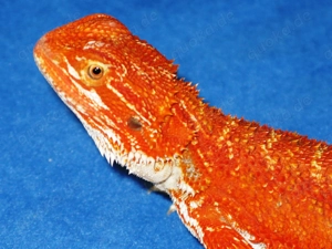 Farbintensive Bartagamen rot und citrus-rot Mix, ca. 25 - 28 cm (Versand möglich) Bild 2