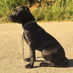 American Bully xl  abzugeben 