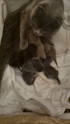 Kein Verkauf Reinrassiger lilac BKH-Deckkater Bild 3