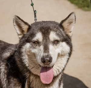 Zoe, eine liebenswerte Husky - Mischlingshündin