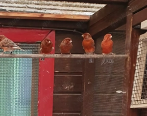 Junge rote Achat Kanarienvögel, jeweils 25 Euro