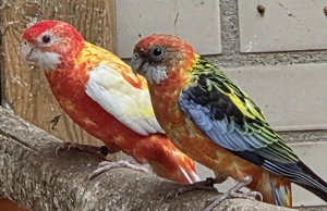 Rosella Mutationen 